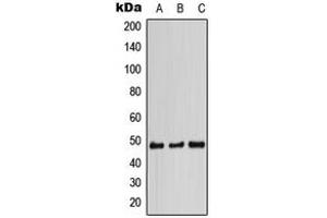 Western blot analysis of STAP2 expression in HCT116 (A), SP2/0 (B), PC12 (C) whole cell lysates.