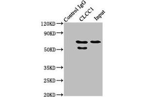 Western Blotting (WB) image for anti-Chloride Channel CLIC-Like 1 (CLCC1) (AA 446-551) antibody (ABIN7147569)