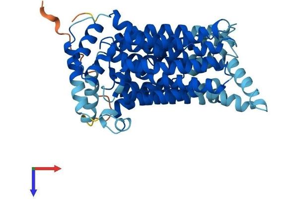 SLC2A3 Protein (AA 1-493) (His tag)