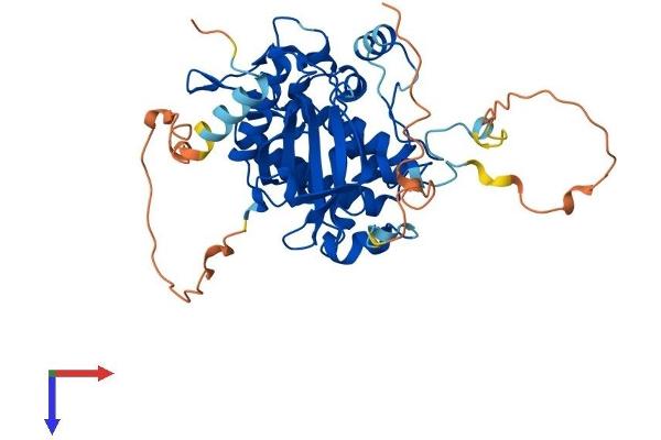 STRADA Protein (AA 1-431) (His tag)