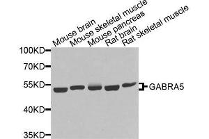 Western blot analysis of extracts of various cell lines, using GABRA5 antibody. (GABRA5 Antikörper  (AA 32-259))