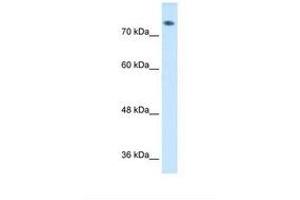 Image no. 1 for anti-Amiloride Binding Protein 1 (Amine Oxidase (Copper-Containing)) (ABP1) (AA 652-701) antibody (ABIN6738009) (DAO Antikörper  (AA 652-701))