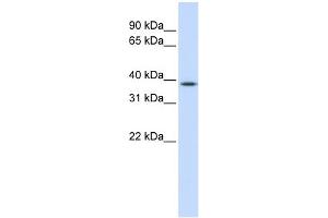 WB Suggested Anti-ELK3 Antibody Titration:  0.