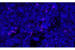 Immunofluorescence (IF) image for anti-Cytotoxic T-Lymphocyte-Associated Protein 4 (CTLA4) (C-Term) antibody (ABIN7795650)