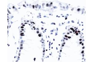 Anti-human p21, ABIN967528. (p21 Antikörper)