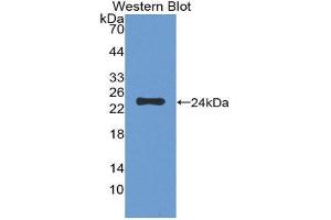 Western Blotting (WB) image for anti-F11 Receptor (F11R) (AA 64-249) antibody (ABIN1868792) (F11R Antikörper  (AA 64-249))