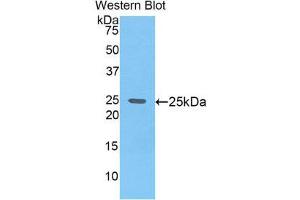 Western Blotting (WB) image for anti-Glypican 4 (GPC4) (AA 220-426) antibody (ABIN1859054) (GPC4 Antikörper  (AA 220-426))