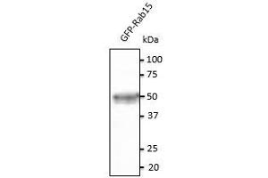 Anti-Rab15 Ab at 1/500 dilution, 293HEK transfected With GFP- Rab15, lysates at 20 µg per Iane, rabbit polyclonal to goat lgG(HRP) at 1/10,000 dilution, (RAB15 Antikörper  (C-Term))