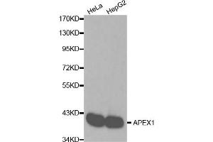 Western blot analysis of extracts of various cell lines, using APEX1 antibody (ABIN6291253). (APEX1 Antikörper)