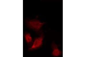 ABIN6275960 staining Hela by IF/ICC. (GPR153 Antikörper  (Internal Region))