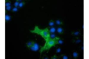 Anti-L1CAM mouse monoclonal antibody (ABIN2453224) immunofluorescent staining of COS7 cells transiently transfected by pCMV6-ENTRY L1CAM (RC211601). (L1CAM Antikörper)
