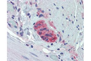 Anti-TUBB2A antibody IHC of human small intestine, myenteric plexus. (TUBB2A Antikörper  (AA 254-303))