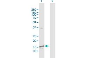 Western Blot analysis of GALNT3 expression in transfected 293T cell line by GALNT3 MaxPab polyclonal antibody. (GALNT3 Antikörper  (AA 1-141))