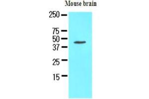 Western Blotting (WB) image for anti-Homer Homolog 1 (HOMER1) (AA 1-354), (N-Term) antibody (ABIN371874) (HOMER1 Antikörper  (N-Term))