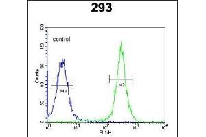 GSD Antibody (N-term) (ABIN651081 and ABIN2840063) flow cytometric analysis of 293 cells (right histogram) compared to a negative control cell (left histogram). (Gasdermin A Antikörper  (N-Term))