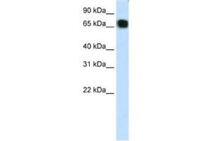 Western Blotting (WB) image for anti-Zinc Finger Protein 64 (ZFP64) antibody (ABIN2461889)