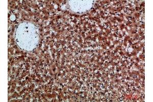 Immunohistochemical analysis of paraffin-embedded human-liver, antibody was diluted at 1:200 (CDNF Antikörper  (AA 31-80))