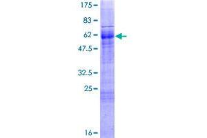 FOXI1 Protein (AA 1-283) (GST tag)