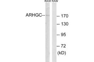 Western blot analysis of extracts from RAW264. (ARHGEF12 Antikörper  (Internal Region))
