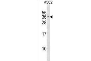 Western Blotting (WB) image for anti-Polyamine Modulated Factor 1 (PMF1) antibody (ABIN3000838) (PMF1 Antikörper)