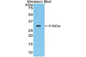 Western Blotting (WB) image for anti-Protease, serine, 12 (Neurotrypsin, Motopsin) (PRSS12) (AA 153-399) antibody (ABIN3206721) (Neurotrypsin Antikörper  (AA 153-399))