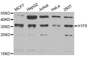 Western blot analysis of extracts of various cell lines, using H1F0 antibody (ABIN2562981) at 1:1000 dilution.