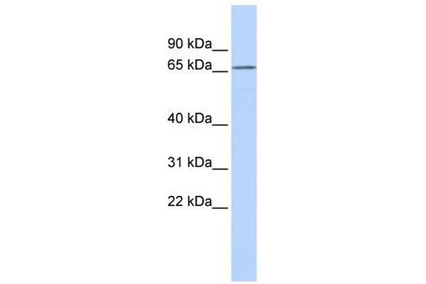 KCNG1 Antikörper  (N-Term)