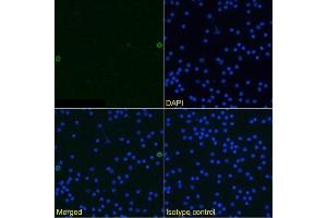 Immunofluorescence staining of mouse splenocytes using anti-TWEAK antibody MTW-1. (Rekombinanter TWEAK Antikörper)