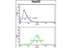 ENOB Antibody (Center) (ABIN1882078 and ABIN2839500) flow cytometry analysis of HepG2 cells (bottom histogram) compared to a negative control cell (top histogram). (ENO3 Antikörper  (AA 237-264))
