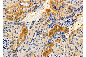 ABIN6256906 and ABIN6274857 at 1/100 staining Mouse kidney tissue by IHC-P. (Apolipoprotein L 2 Antikörper  (C-Term))