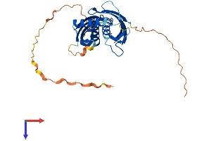RARRES1 Protein (AA 1-294) (His tag)