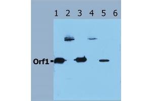 Image no. 1 for anti-Orf1 antibody (ABIN238346) (Orf1 Antikörper)