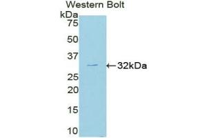 Detection of Recombinant MAPK8, Mouse using Polyclonal Antibody to c-Jun N-terminal Kinase 1 (JNK1) (C-Jun N-Terminal Kinases (AA 138-382) Antikörper)