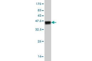 Western Blot detection against Immunogen (40. (TESK2 Antikörper  (AA 405-542))