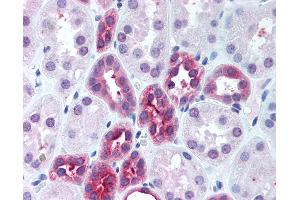 Anti-DUT antibody IHC of human kidney. (Deoxyuridine Triphosphatase (DUT) (AA 1-52) Antikörper)