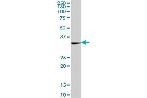 PEX19 MaxPab polyclonal antibody. (PEX19 Antikörper  (AA 1-299))
