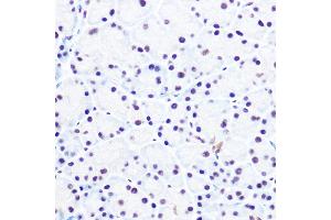 Immunohistochemistry of paraffin-embedded rat pancreas using NELFE Rabbit pAb (ABIN6127278, ABIN6144526, ABIN6144528 and ABIN6220173) at dilution of 1:100 (40x lens). (RDBP Antikörper  (AA 1-280))