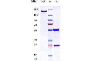 Anti-ERBB3 / HER3 Reference Antibody (patritumab) on SDS-PAGE under reducing (R) condition.