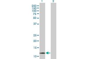 Western Blot analysis of COX5B expression in transfected 293T cell line by COX5B MaxPab polyclonal antibody. (COX5B Antikörper  (AA 1-129))