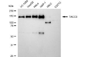 Western blotting analysis using TACC3 antibody (ABIN7800606).