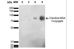 Western Blot analysis of Citrulline-BSA Conjugate showing detection of 67 kDa Citrulline-BSA using Mouse Anti-Citrulline Monoclonal Antibody, Clone 6C2. (Citrulline Antikörper  (Atto 488))