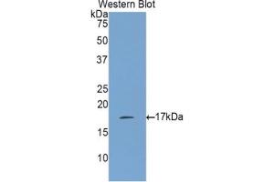 Western blot analysis of the recombinant protein. (IL-17 Antikörper  (AA 21-153))