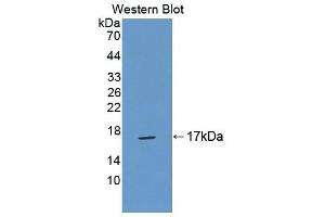 Detection of Recombinant TNP2, Mouse using Polyclonal Antibody to Transition Protein 2 (TNP2) (TNP2 Antikörper  (AA 1-117))
