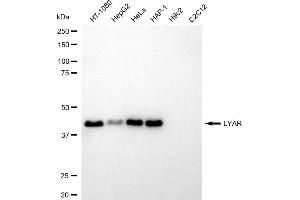 Western blotting analysis using LYAR antibody (ABIN7799287).