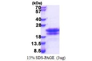 Cell Cycle Exit and Neuronal Differentiation 1 (CEND1) (AA 1-125) protein (His tag)