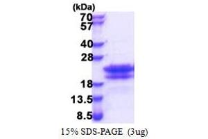 SDS-PAGE (SDS) image for Cell Cycle Exit and Neuronal Differentiation 1 (CEND1) (AA 1-125) protein (His tag) (ABIN5853459)