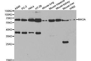 Western blot analysis of extracts of various cell lines, using MAOA antibody. (Monoamine Oxidase A Antikörper  (AA 1-260))
