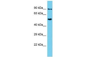 Host: Rabbit Target Name: SHCBP1 Sample Type: HepG2 Whole Cell lysates Antibody Dilution: 1. (SHCBP1 Antikörper  (C-Term))