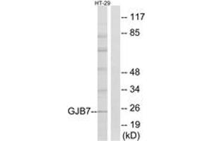 Western Blotting (WB) image for anti-Gap Junction Protein, beta 7, 25kDa (GJb7) (AA 21-70) antibody (ABIN2890340) (GJB7 Antikörper  (AA 21-70))