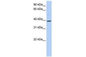 Image no. 1 for anti-Kruppel-Like Factor 12 (KLF12) (N-Term) antibody (ABIN6740566) (KLF12 Antikörper  (N-Term))